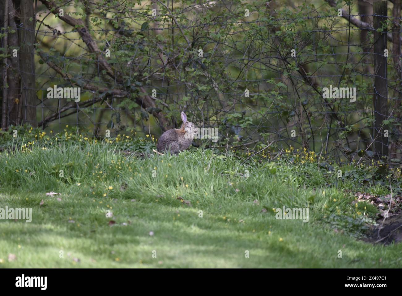 Fernansicht eines wilden Kaninchens (Oryctolagus cuniculus), der im Frühjahr im rechten Profil im verfleckten Sonnenlicht auf Gras neben einem Wald in Wales, Großbritannien, sitzt Stockfoto