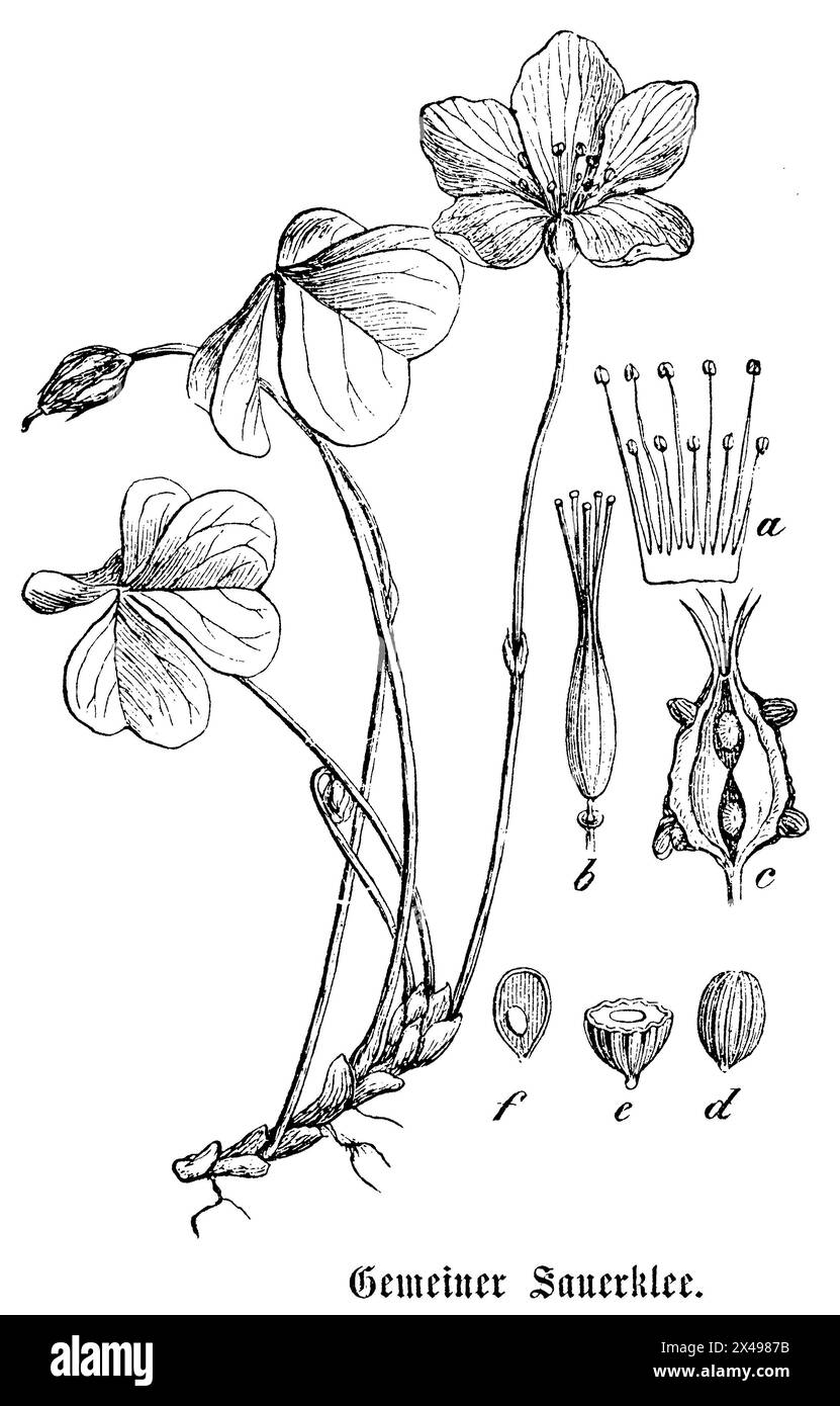 Sauerampfer, Oxalis acetosella, anonym (Botanik Buch, 1880), Waldsauerklee, Oxalis petite oseille Stockfoto