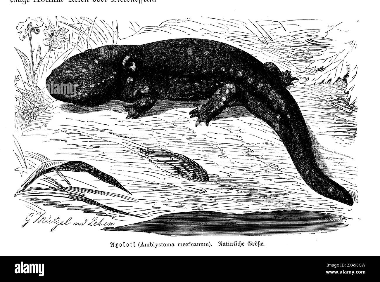 Axolotl, Ambystoma mexicanum, (Anthropologiebuch, 1894), Axolotl, Axolotl Stockfoto