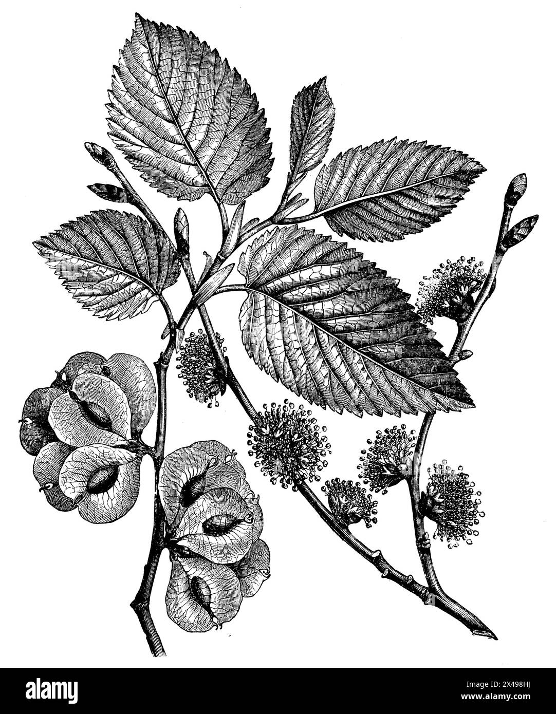 Ulme, Zweig mit Früchten links, Zweig mit Blumen rechts, Ulmus glabra, (Botanik Buch, 1905), Bergulme, links Zweig mit früh, rechts Zweig mit Blüten, Orme de montagne, à gauche Branche avec fruits, à droite Branche avec fleurs Stockfoto