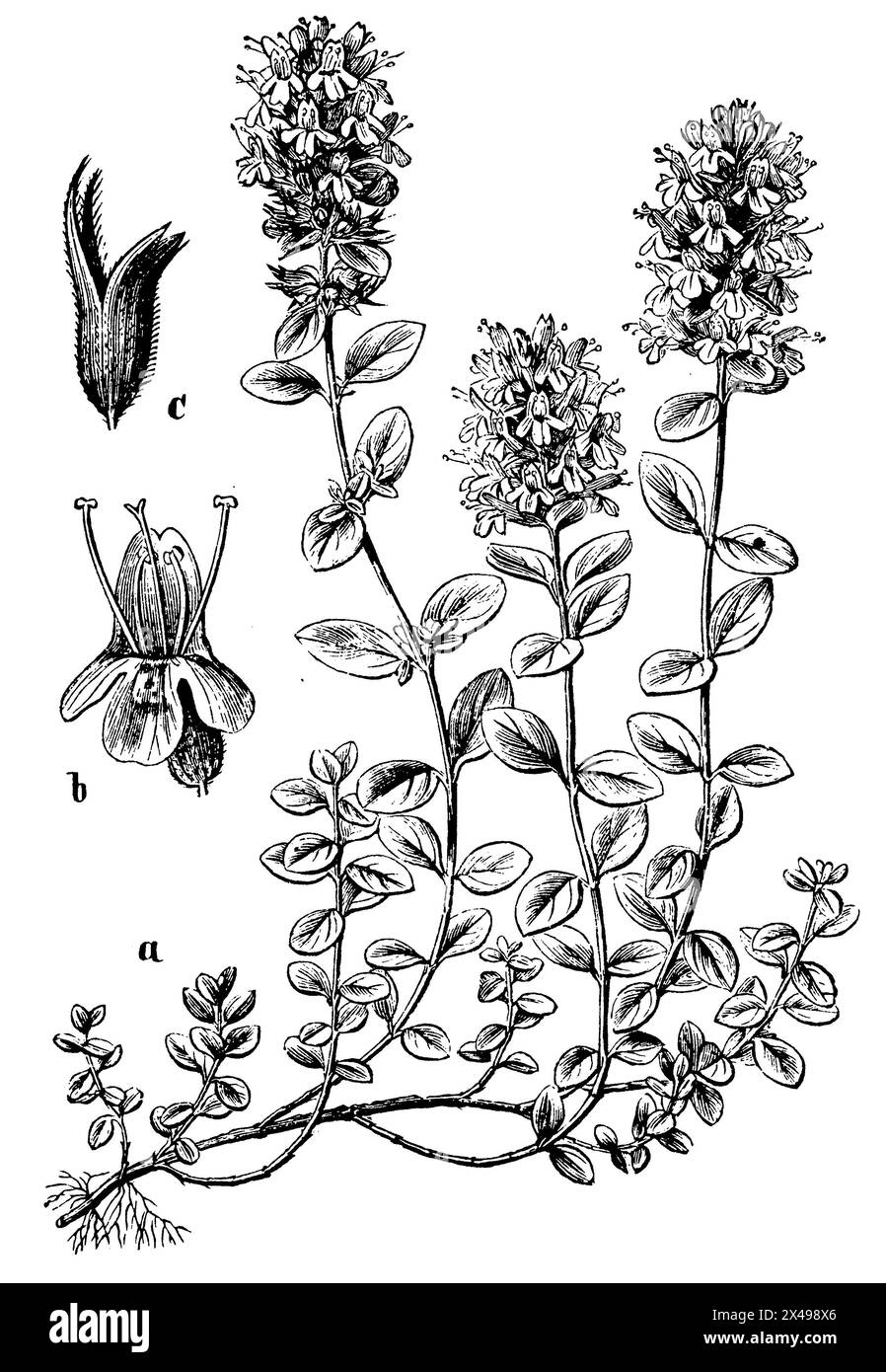 breckland Thymian, eine Pflanze, b corolla, c Kelch, Thymus serpyllum, (Botanik-Buch, 1898), Feld-Thymian, A Pflanze, b Blumenkrone, c Kelch, Serpolet, A plante, b Corolle, c Calice Stockfoto
