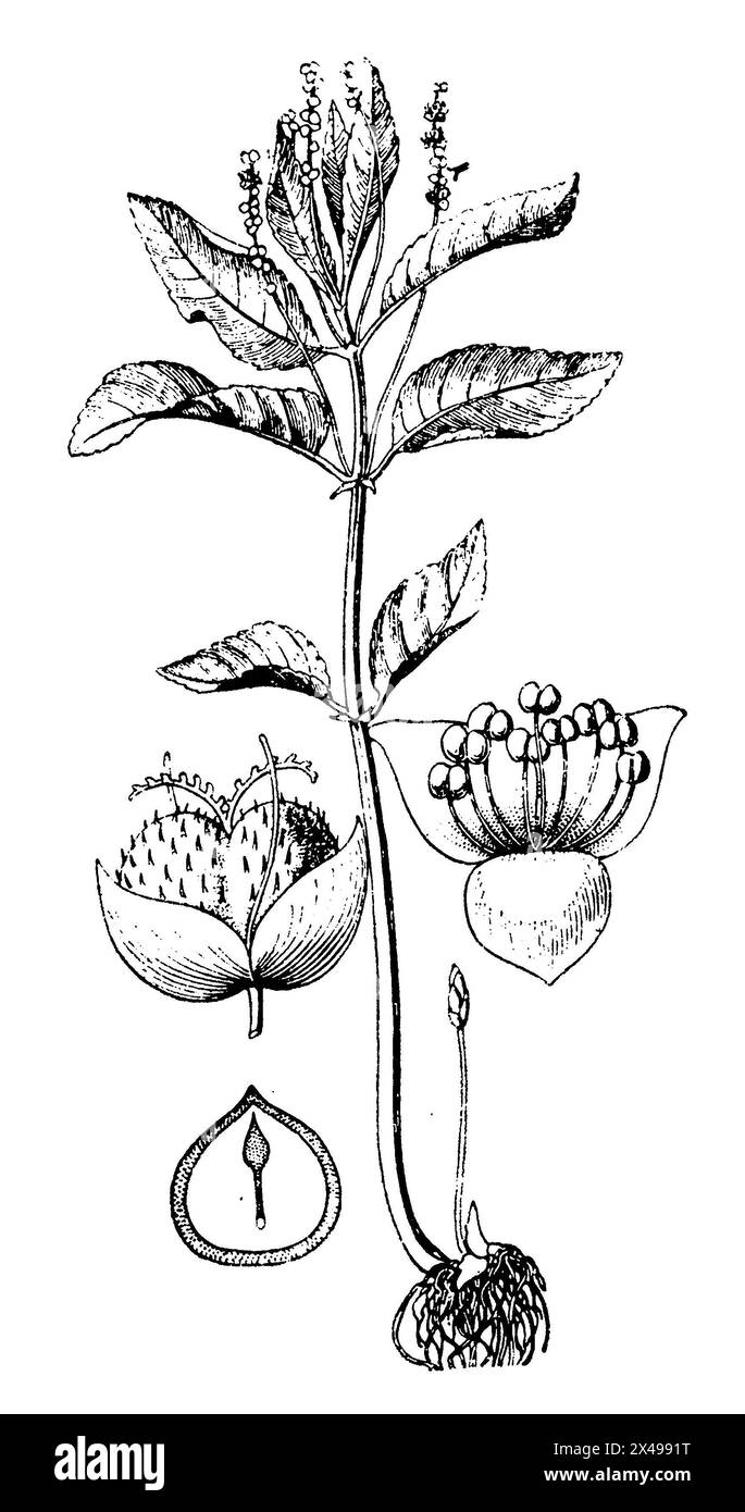 Mercurialis perennis, männliche Blüte rechts, weibliche Blüte links, Schnittfrucht mit Sämling unten links, Mercurialis perennis, (Botanik-Buch, 1910), Wald-Bingelkraut, rechts männliche, links weibliche Blüte, unten links durchschnittene Frucht mit Keimling, Mercuriale vivace, fleur mâle à droite, fleur femelle à gauche, fruit coupé avec le germe en bas à gauche Stockfoto