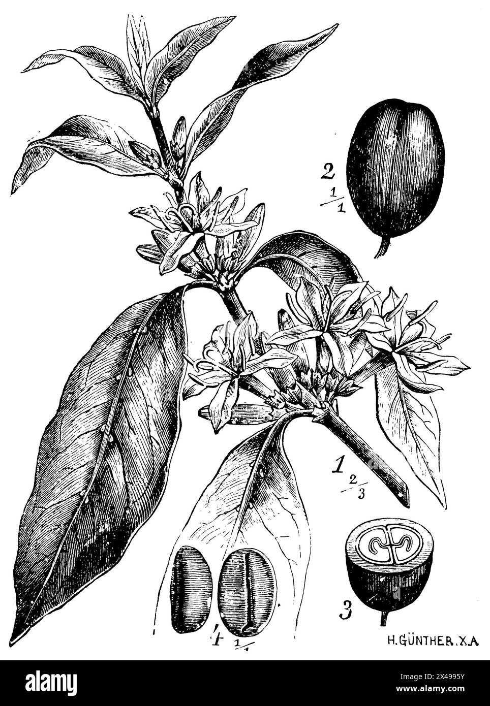 Arabischer Kaffee, 1 Blütenzweig, 2 Früchte, 3 Früchte im Querschnitt, 4 Samen, Coffea arabica, Schimper, Andreas Franz Wilhelm (Botanik Buch, 1900), Kaffee, 1 Blühender Zweig, 2 Frucht, 3 Frucht im Querschnitt, 4 Same, Caféier, 1 Branche fleurie, 2 Früchte, 3 Früchte en Coupé, 4 getreidekörner Stockfoto