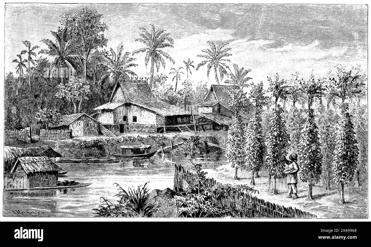Betelpalme, Betelplantage und Häuser auf Borneo, Areca catechu, (, 1906), Betelnusspalme, Betelpflanzung und Häuser auf Borneo, Palmier à bétel, Plantage de bétel et maisons à Bornéo Stockfoto