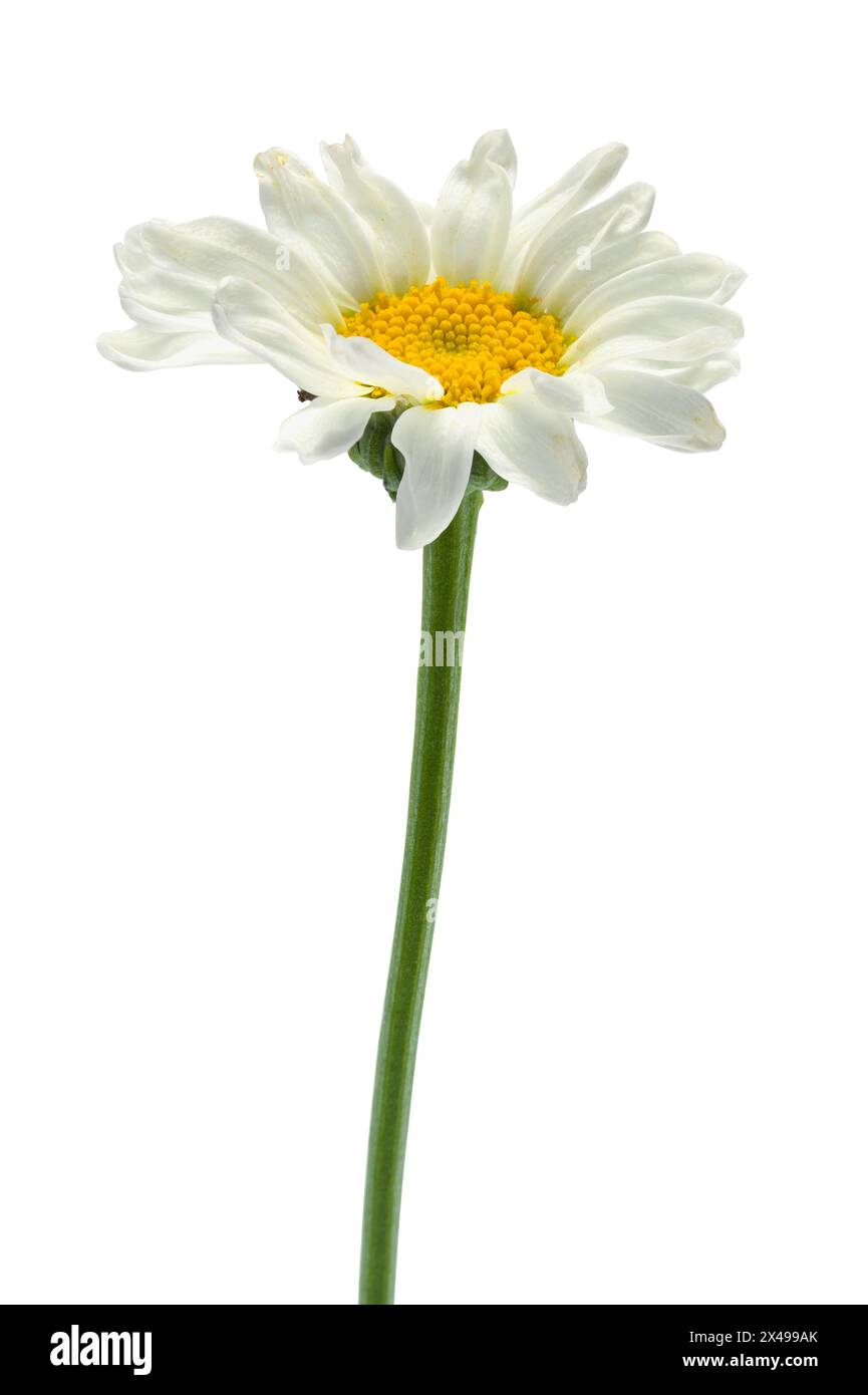 Einzelne Gänseblümchenblume auf weiß ausgeschnitten. Stockfoto