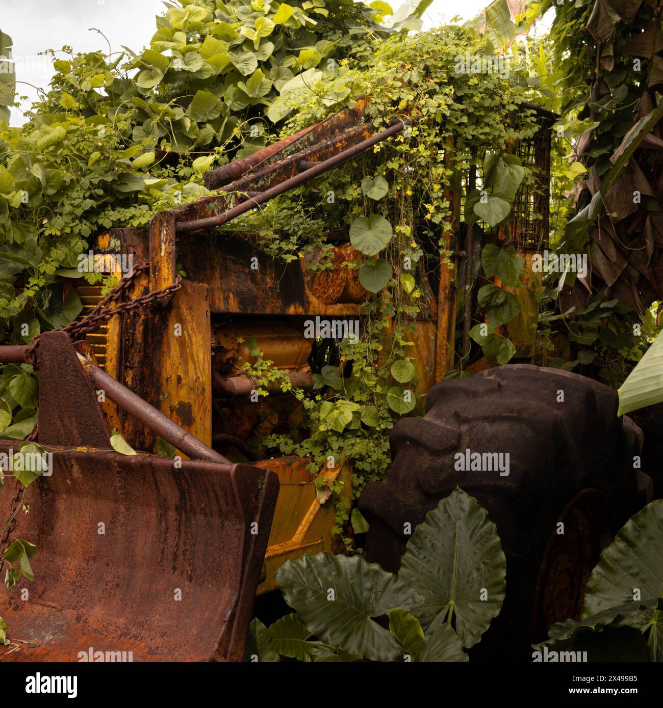 Die Natur nimmt ihre Rechte an einer stillgelegten Baumaschine zurück Stockfoto