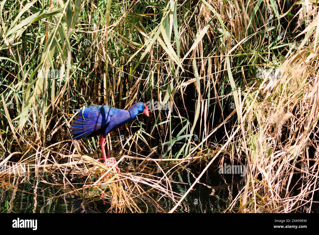 Hell gefärbt mit blauem Gefieder und rotem Schnabel und Beinen, ein afrikanischer Sumpffisch, Porphyio madagascariensis, zwischen Schilf. Ägypten Stockfoto