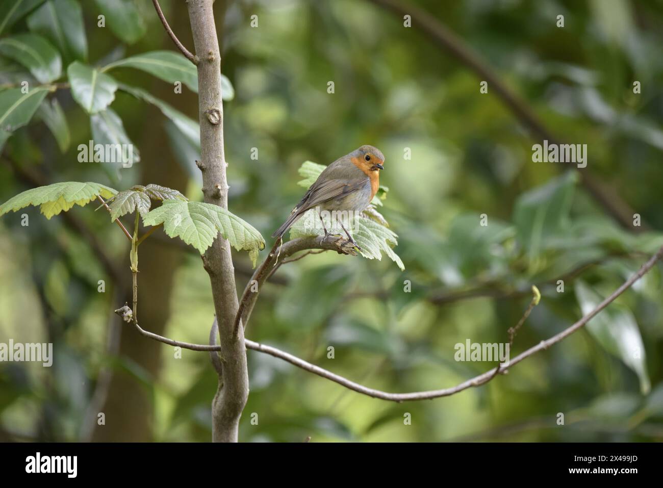 Bild eines europäischen Rotkehlchens (Erithacus rubecula) im rechten Profil am Ende einer Twig, vor grünem Laubhintergrund Stockfoto