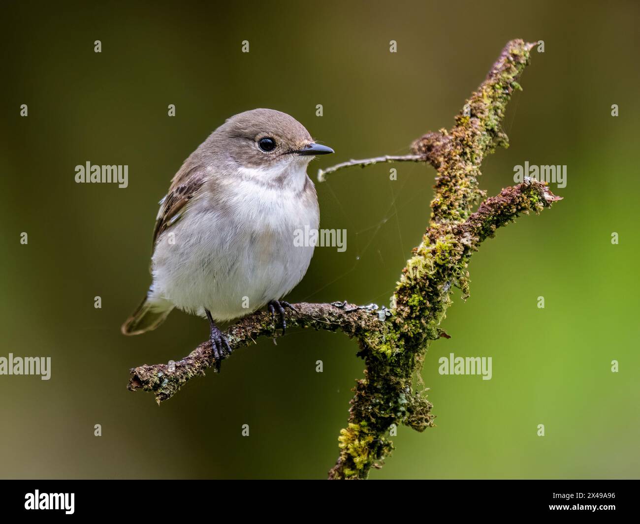 Weiblicher Rattenfänger im Frühling in Mittelwales Stockfoto