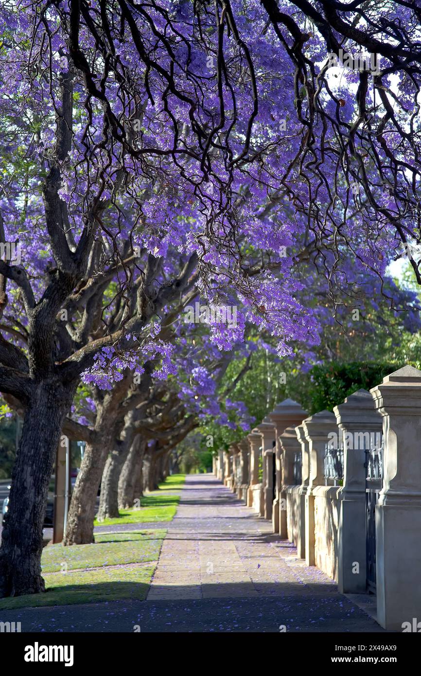 Wunderschöne violette, lebendige Jacaranda in Blüte. Zärtlichkeit. Jacaranda Trees in South Australia, Adelaide. Lila Blüte für den Frühling oder Sommer. Stockfoto