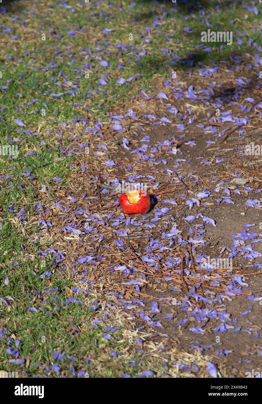 Ein gebissener Apfel liegt auf dem Boden, umgeben von grünem Gras und violetten Jacarandablättern, ein Symbol für die Schönheit Stockfoto