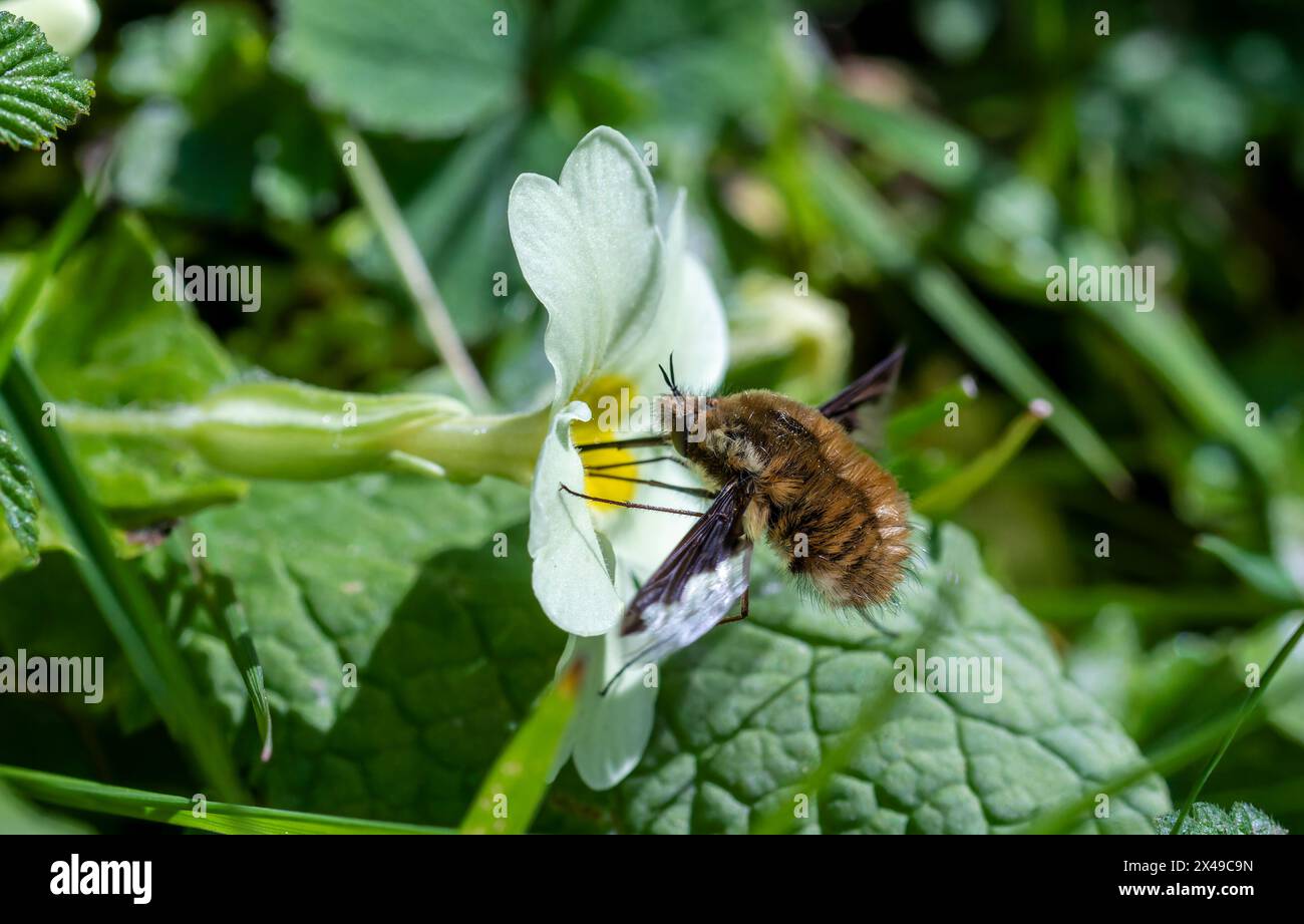 Makro, Seitenansicht Detail einer dunklen Kante oder einer großen Bienenfliege (Bombylius Major), die an einem hellen Tag Nektar von einer Primrosenblume (Primula vulgaris) ernährt Stockfoto Makro, Seitenansicht Detail einer dunklen Kante oder einer großen Bienenfliege (Bombylius Major), die an einem hellen Tag Nektar von einer Primrosenblume (Primula vulgaris) ernährt Stockfoto