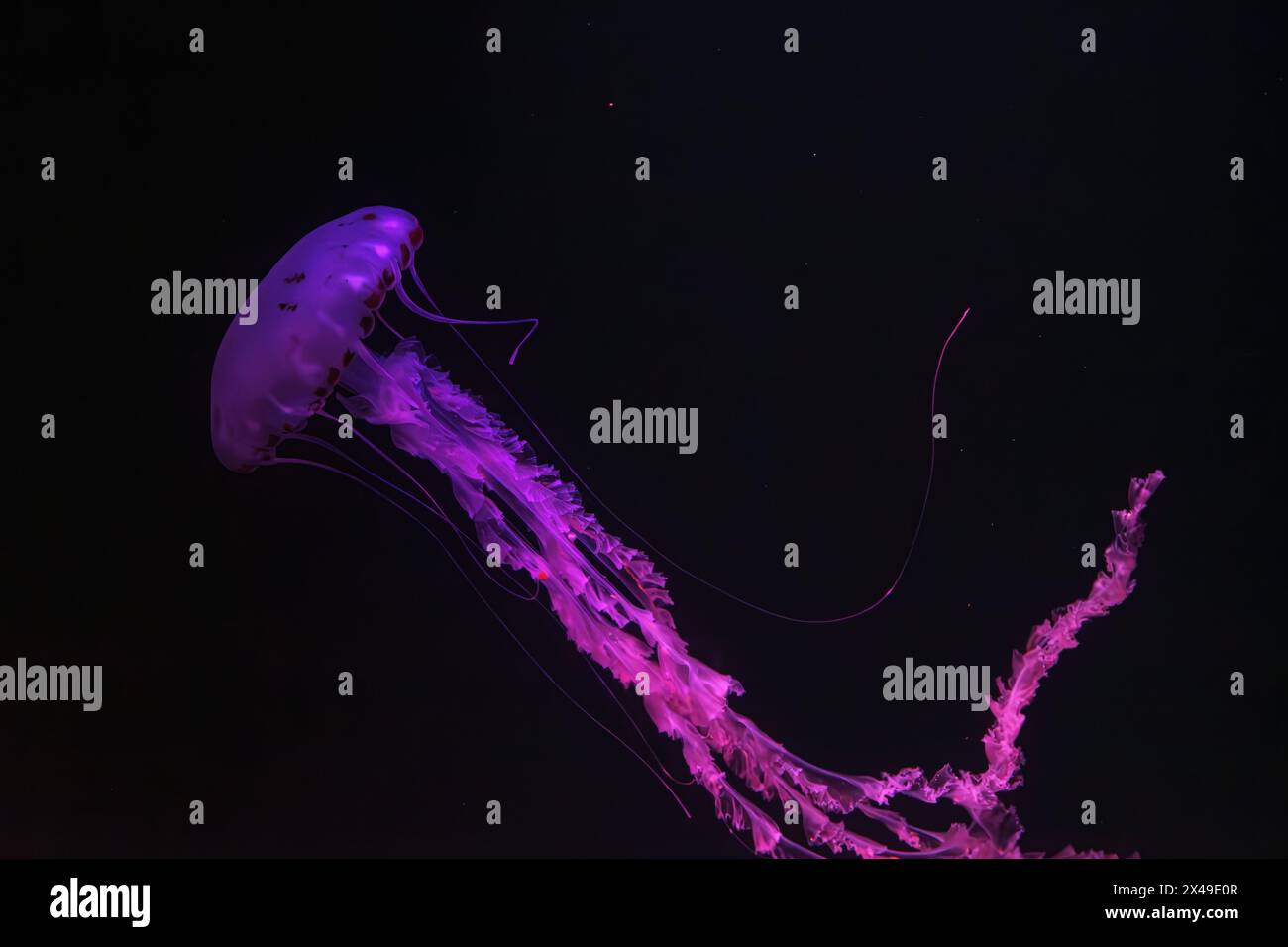 Violett gestreifte Quallen, Chrysaora colorata schwimmen im dunklen Wasser des Aquarientanks, beleuchtet mit rosa Neonlicht. Wasserorganismus, Tier, unter Stockfoto