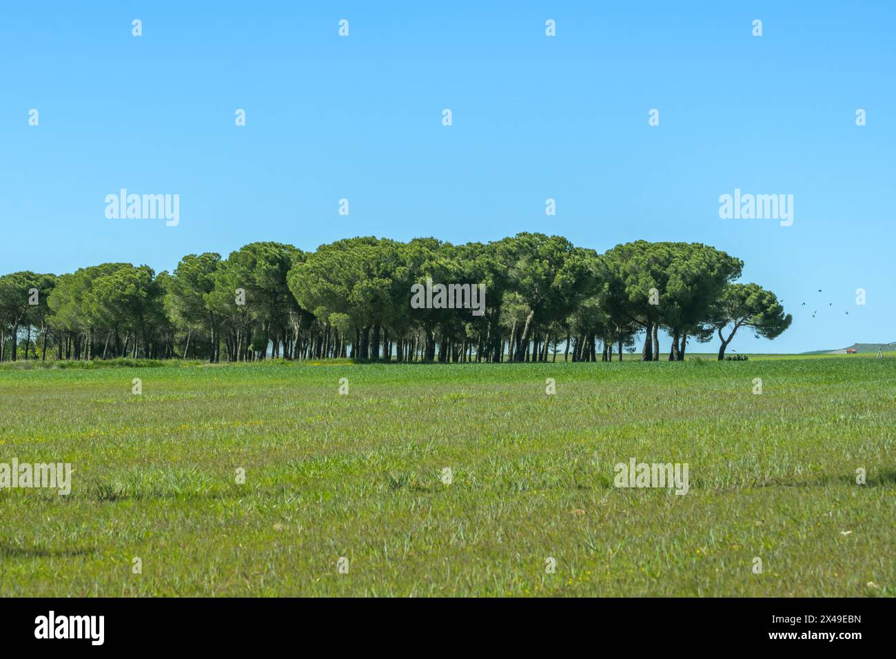 Einige schöne Felder mit grünem Gras in einer Landschaft mit einem kleinen Wald von sanften Kiefern Stockfoto