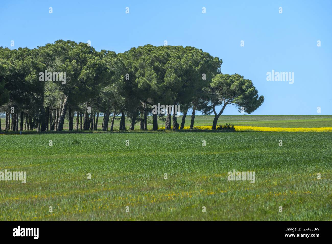 Einige schöne Felder mit grünem Gras und ein Rapsfeld in einer Landschaft mit einem kleinen Wald von sanften Kiefern Stockfoto