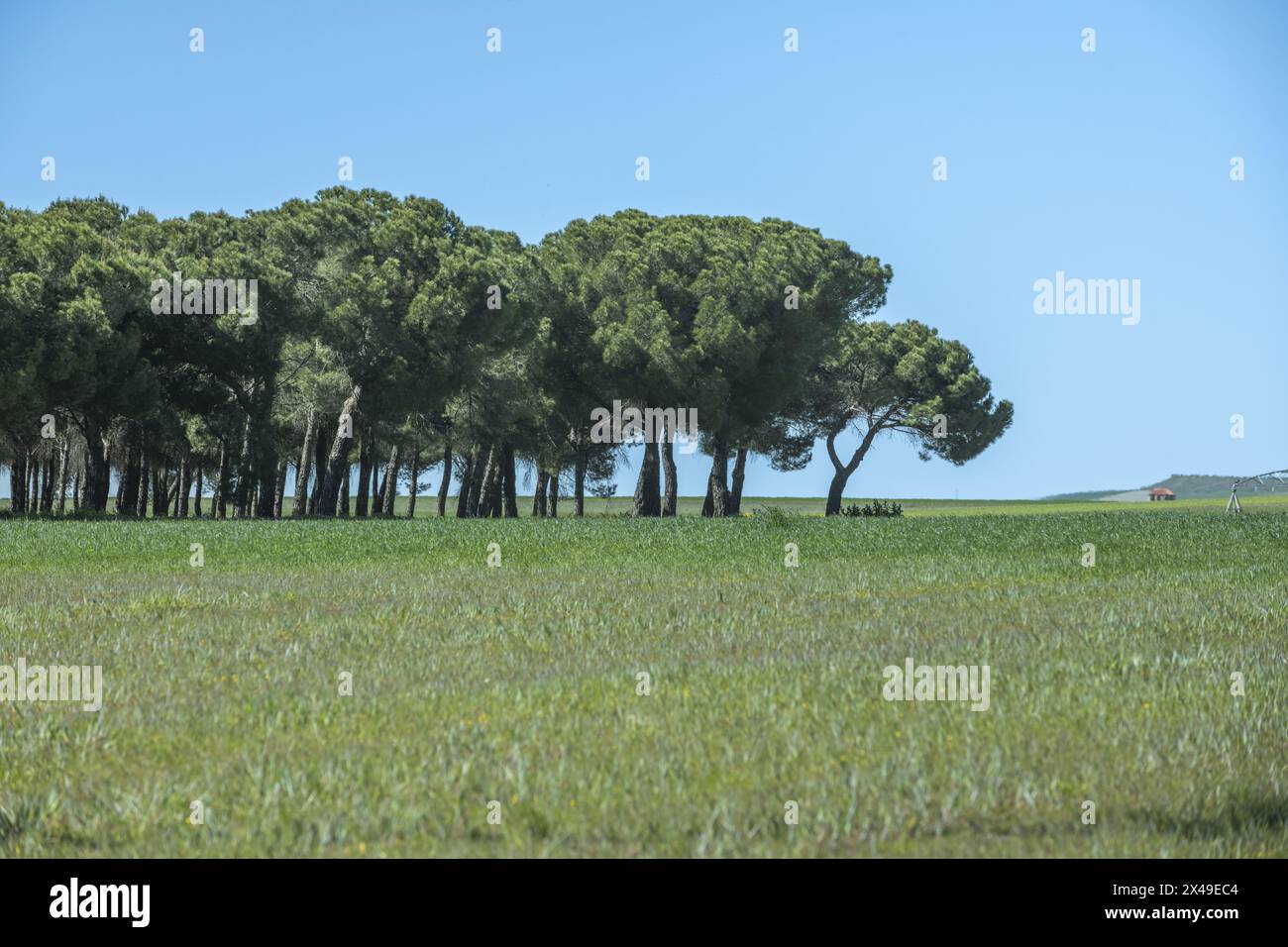 Einige schöne Felder mit grünem Gras und eine Landschaft mit einem kleinen Wald aus weichen Kiefern an einem Tag mit klarem blauem Himmel Stockfoto