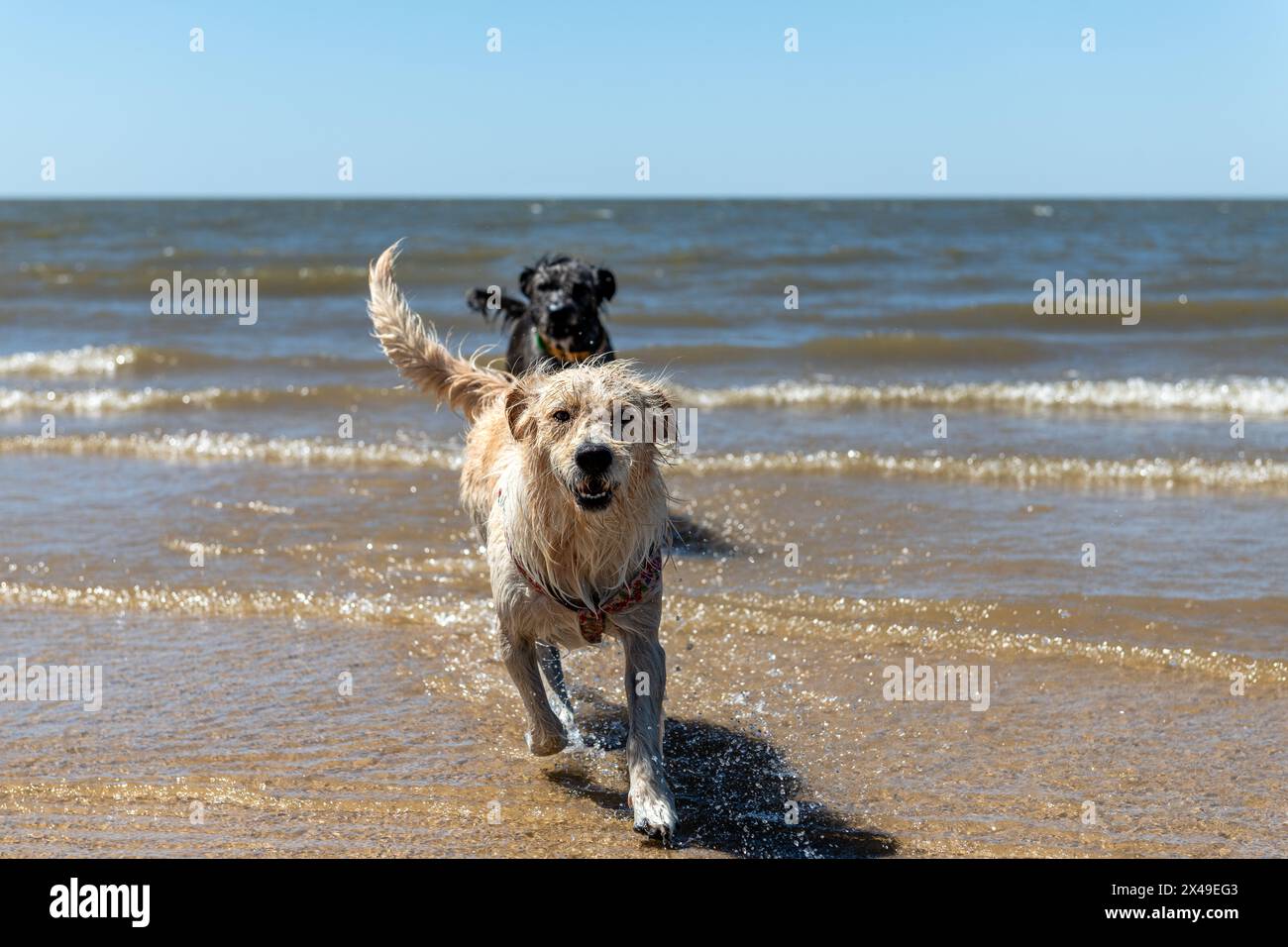 Zwei Hunde laufen im Meer und genießen das Wasser. Die Szene ist fröhlich und verspielt Stockfoto