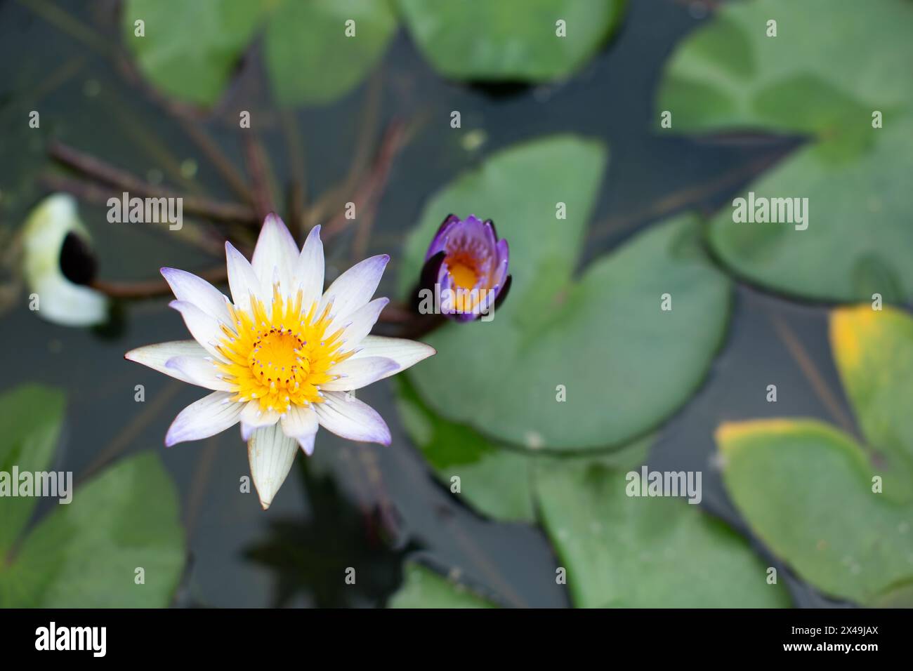 Eine Nahaufnahme, über der man eine Lotusblume sieht, die in einem Behältertopf wächst. Stockfoto