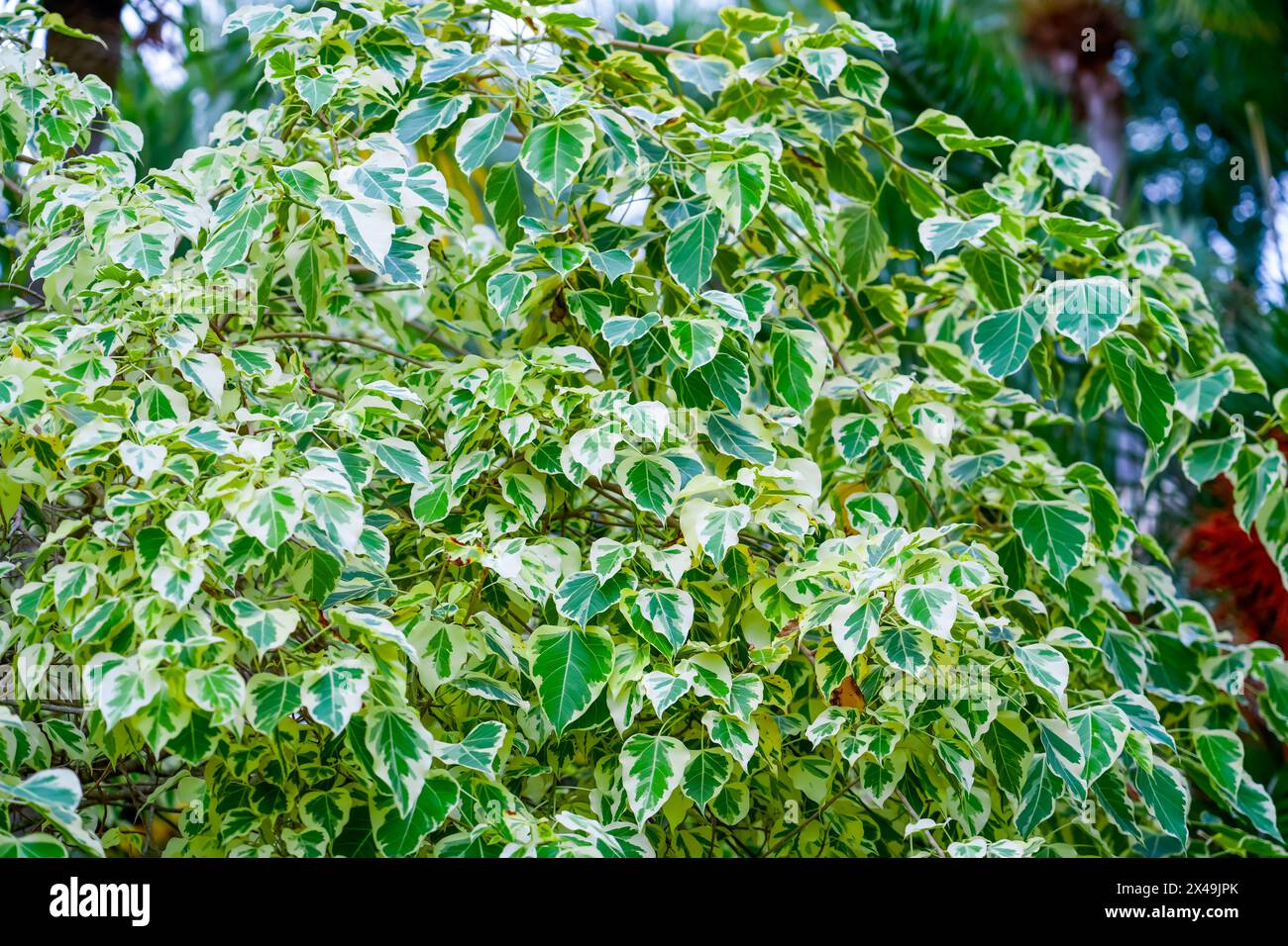 ficus rumphi variegata in einem tropischen Garten. Stockfoto