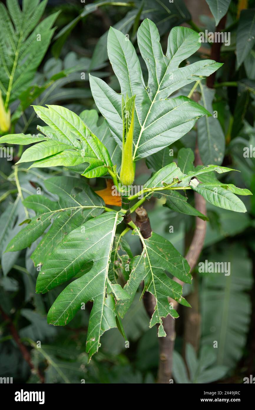 Ein Brotfruchtbaum (Artocarpus altilis) sprießt neues Wachstum. Stockfoto