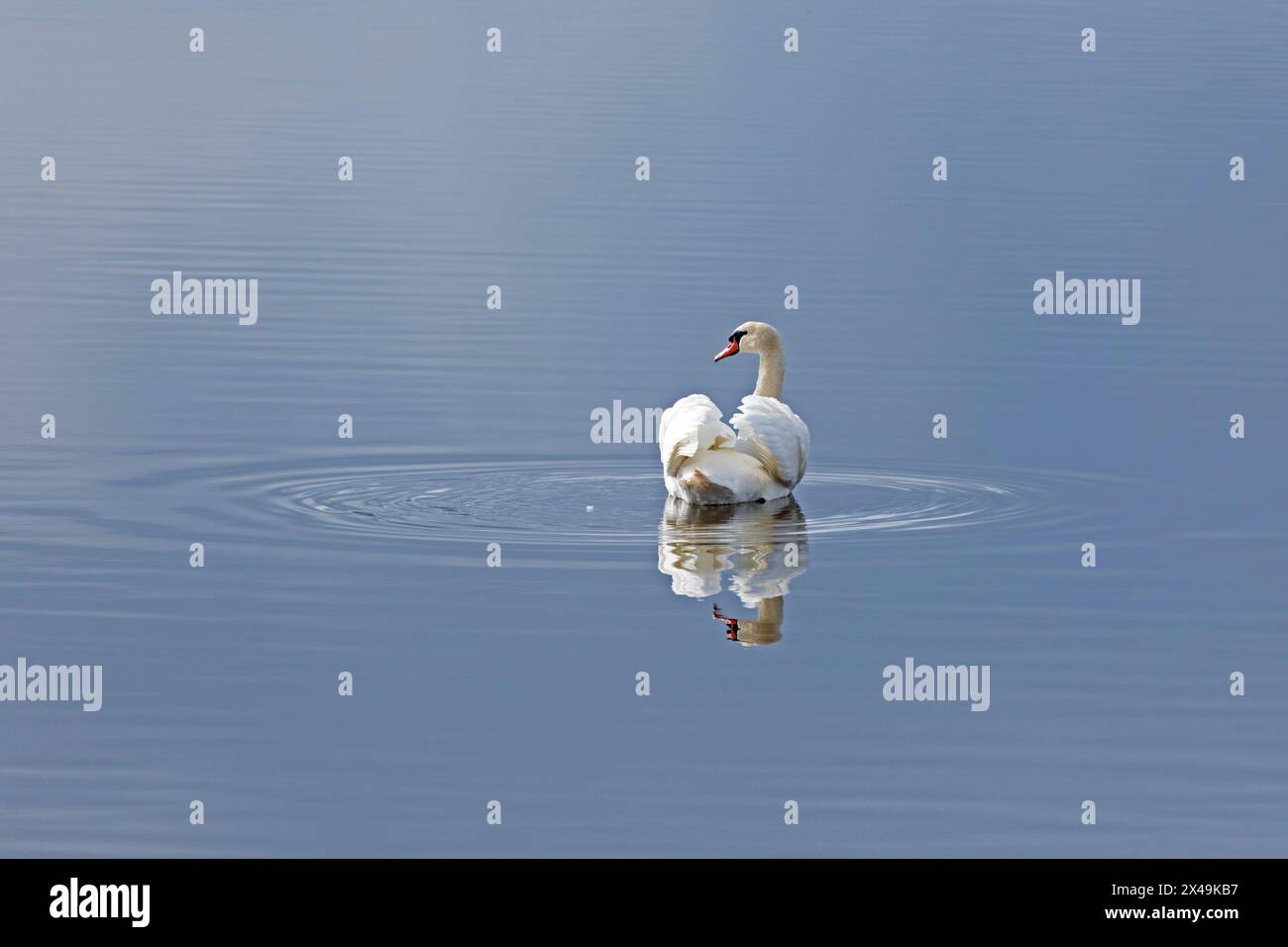 Stummschwan (Cygnus olor), Reflexion, Wasser, Goldhöft, Nieby, Schleswig-Holstein, Deutschland Stockfoto