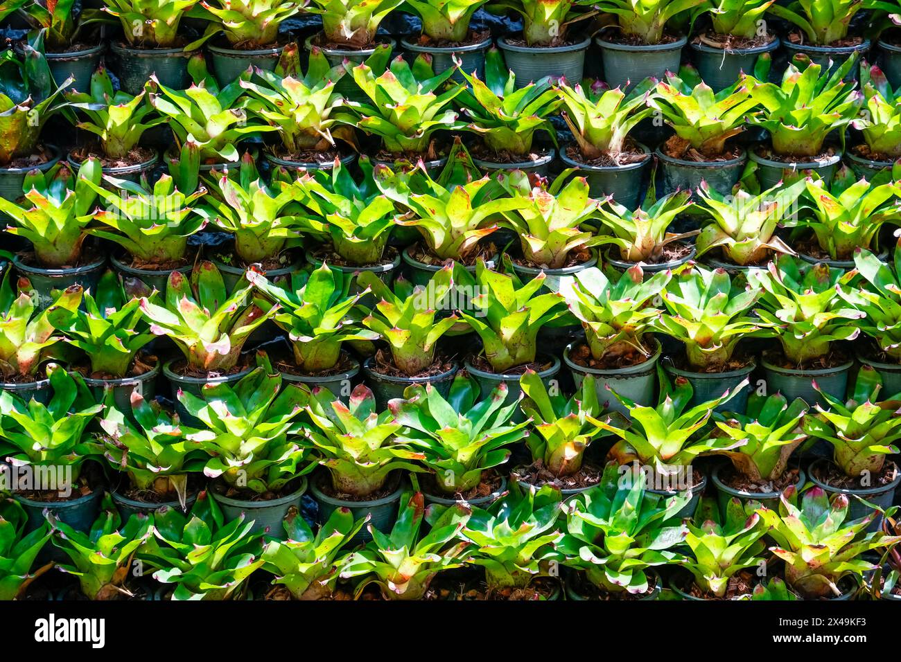 Bromelia mehrfarbige Pflanze mit bunten Blättern. Feld der gepflanzten Pflanzen Textur Hintergrund natürlich Stockfoto