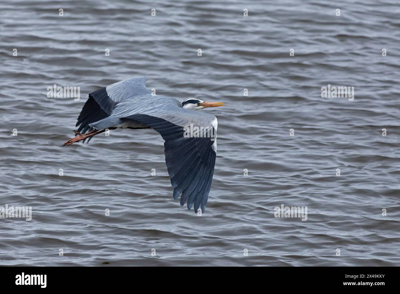 Graureiher (Ardea cinerea) im Flug, Wasser, Geltierbirke, Goldhöft, Nieby, Schleswig-Holstein, Deutschland Stockfoto