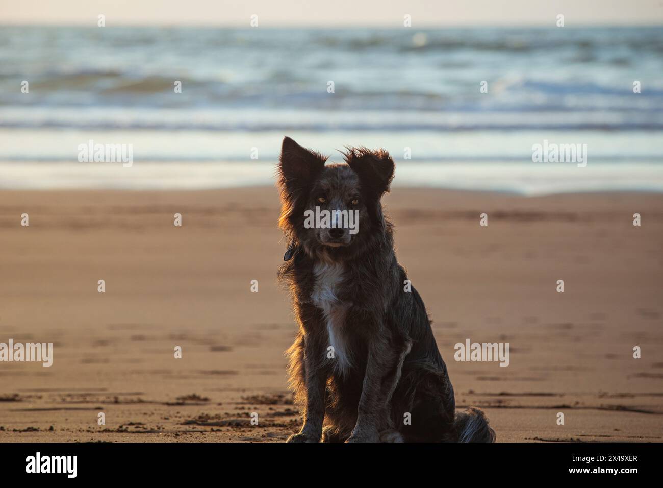 Ein Hund sitzt am Strand und blickt auf das Meer. Die Szene ist friedlich und ruhig, wobei der Hund das einzige lebende Ding auf dem Bild ist Stockfoto