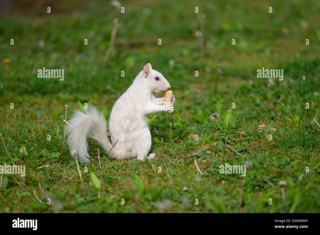 Ein graues Albino-Eichhörnchen im grünen Gras im Stadtpark von Olney, Illinois. Die Stadt ist bekannt für ihre Bevölkerung von weißen Eichhörnchen. Stockfoto