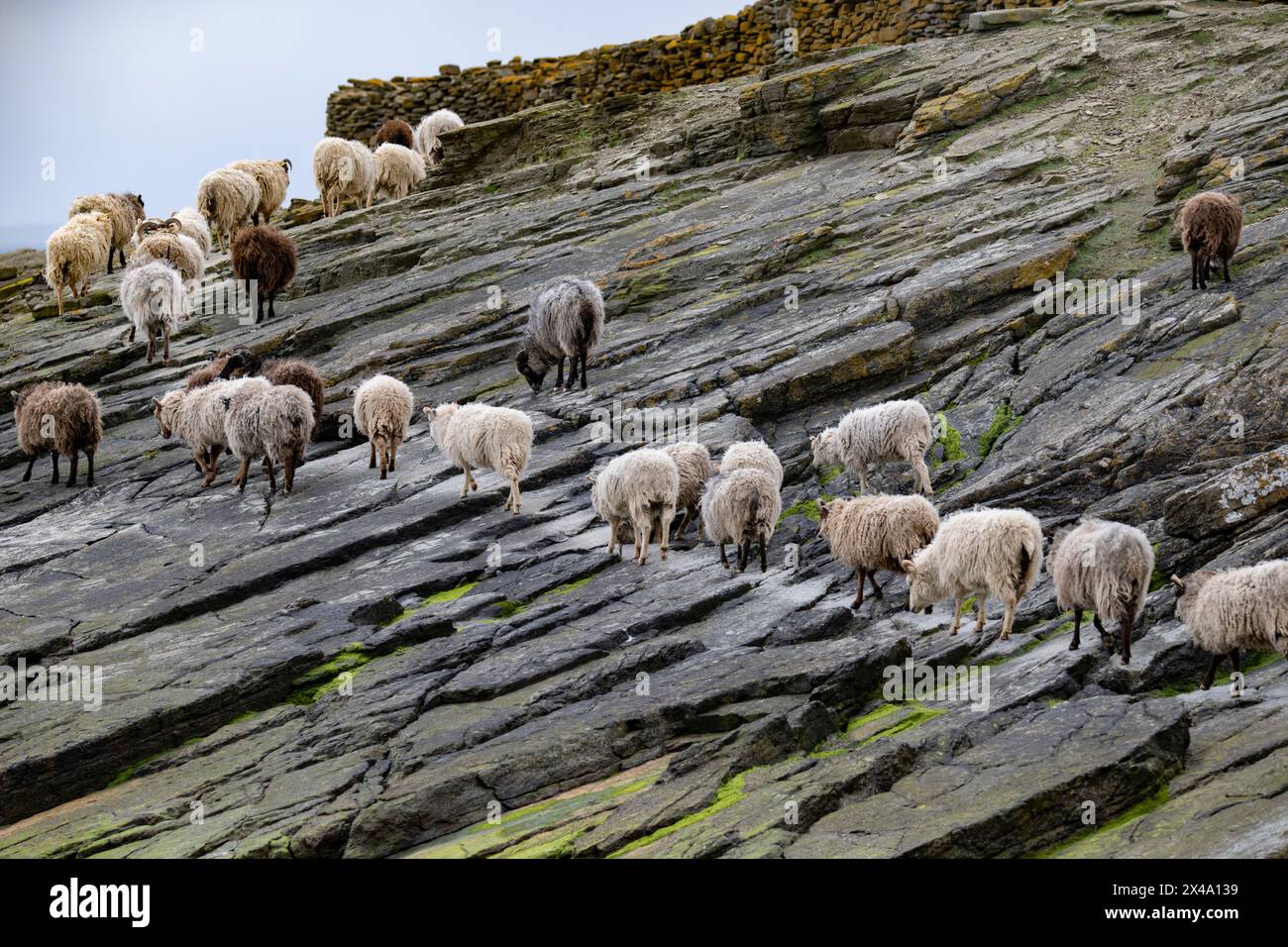 North Ronaldsay Schafe leben hauptsächlich auf Seetang, da sie durch eine Steinmauer um den Rand der Insel an der Küste begrenzt sind Stockfoto