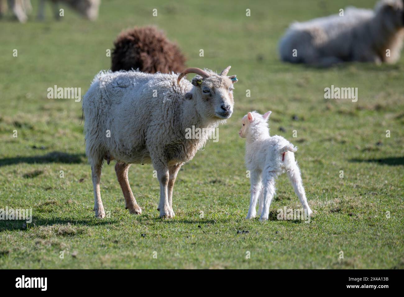 North Ronaldsay Schafe leben hauptsächlich auf Seetang, da sie durch eine Steinmauer um den Rand der Insel an der Küste begrenzt sind Stockfoto