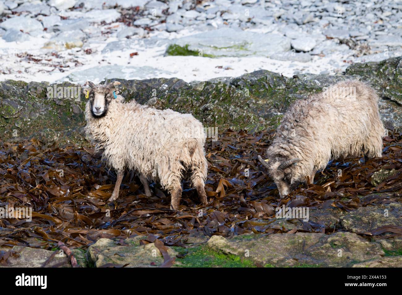 North Ronaldsay Schafe leben hauptsächlich auf Seetang, da sie durch eine Steinmauer um den Rand der Insel an der Küste begrenzt sind Stockfoto