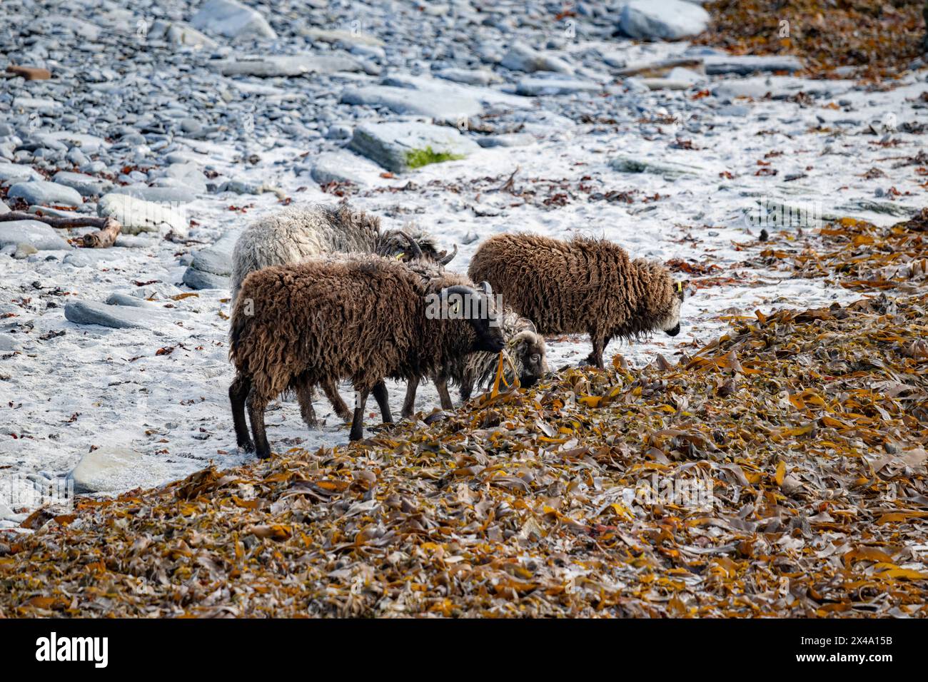 North Ronaldsay Schafe leben hauptsächlich auf Seetang, da sie durch eine Steinmauer um den Rand der Insel an der Küste begrenzt sind Stockfoto