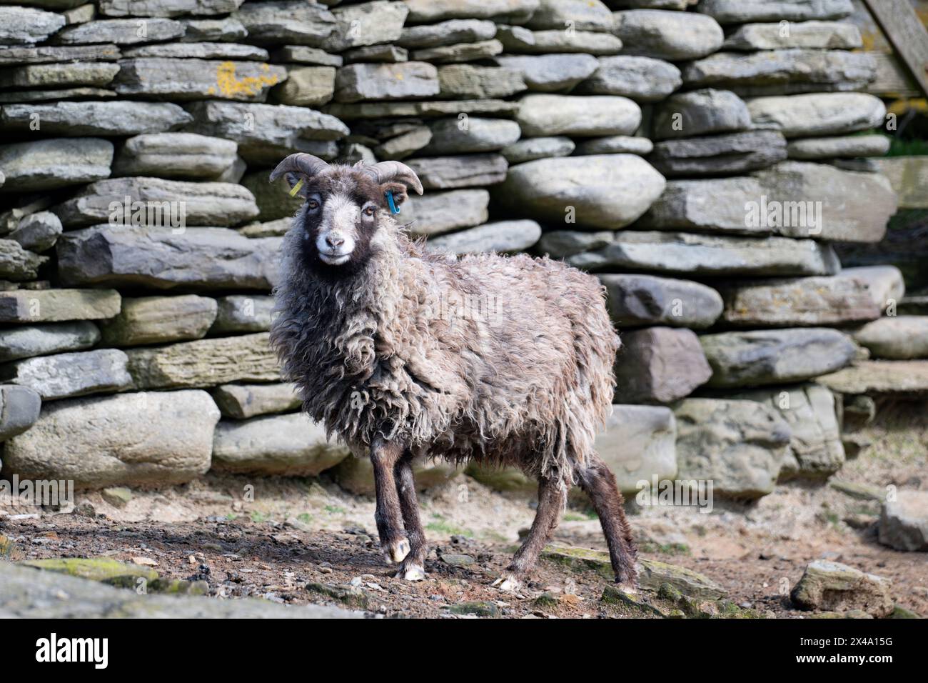 North Ronaldsay Schafe leben hauptsächlich auf Seetang, da sie durch eine Steinmauer um den Rand der Insel an der Küste begrenzt sind Stockfoto