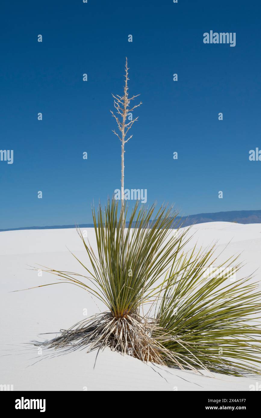 Die Yucca-Anlage, die offizielle Anlage von New Mexico, kämpft in den Gipsdünen des White Sands National Park, Alamogordo, NM, USA, um zu überleben Stockfoto