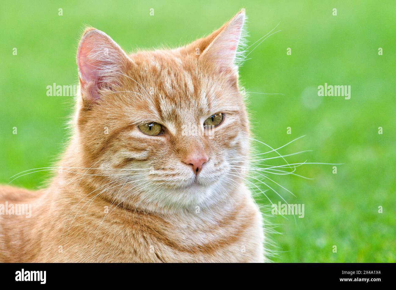 Nahporträt einer rothaarigen Hauskatze mit großen gelben Augen. Stockfoto