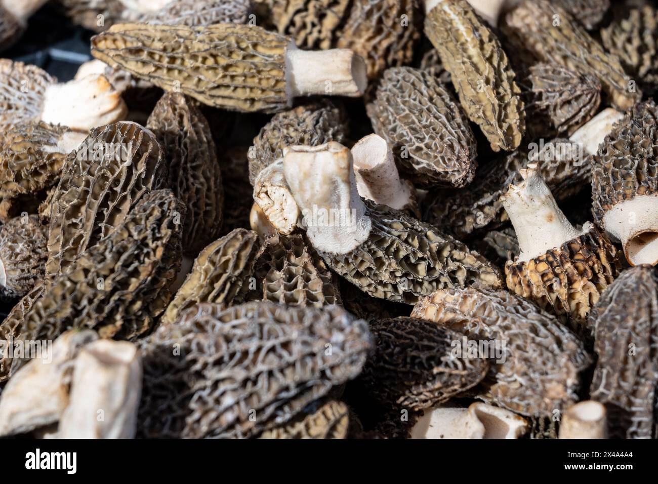 Morchella, echte Morcheln, Gattung der essbaren Sackpilze Frühlingspilze auf dem Portobello Road Food Market am Samstag, Notting Hill, London, Großbritannien, leckere Pilze Stockfoto