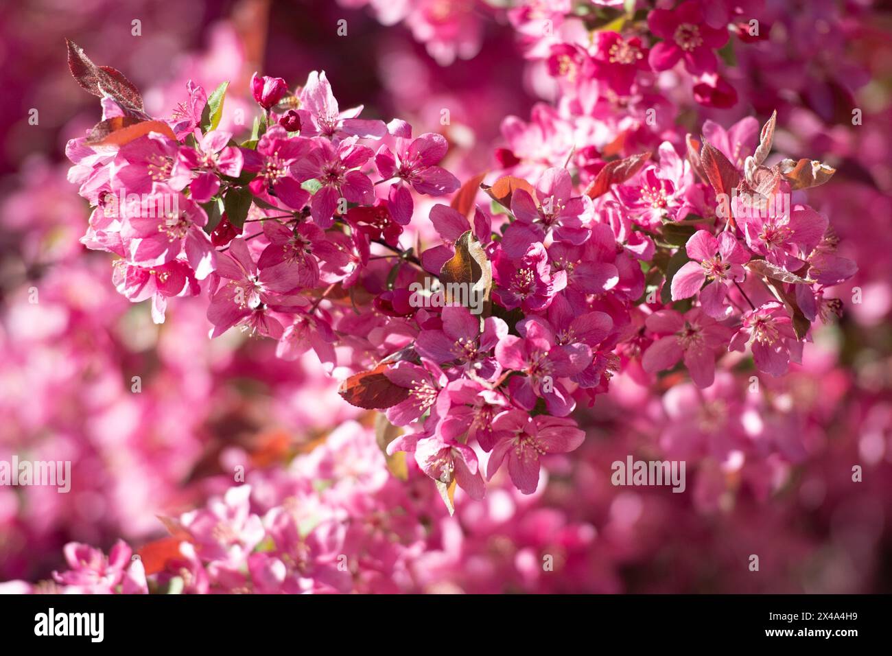 Krabbenbäume in voller Blüte, April 30 2024 Stockfoto