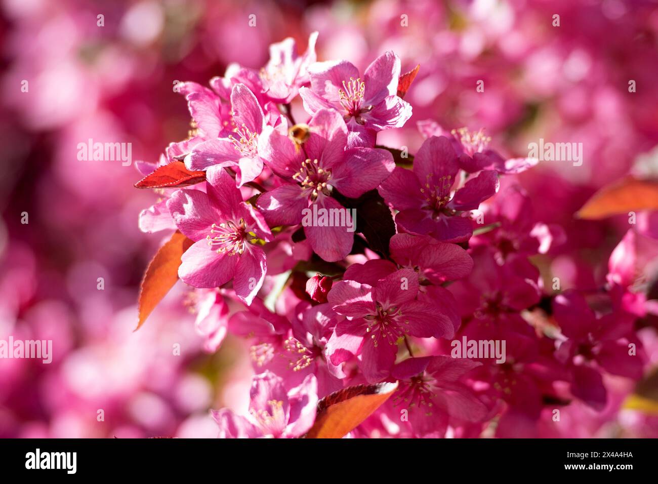 Krabbenbäume in voller Blüte, April 30 2024 Stockfoto