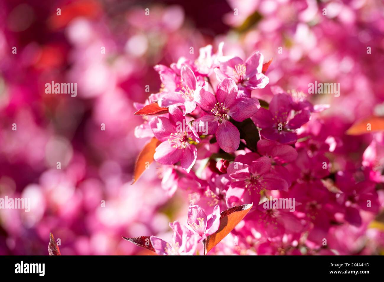 Krabbenbäume in voller Blüte, April 30 2024 Stockfoto