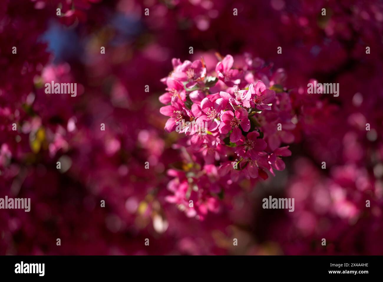 Krabbenbäume in voller Blüte, April 30 2024 Stockfoto