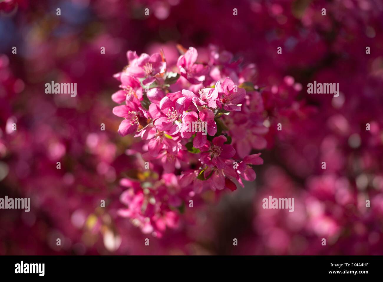 Krabbenbäume in voller Blüte, April 30 2024 Stockfoto