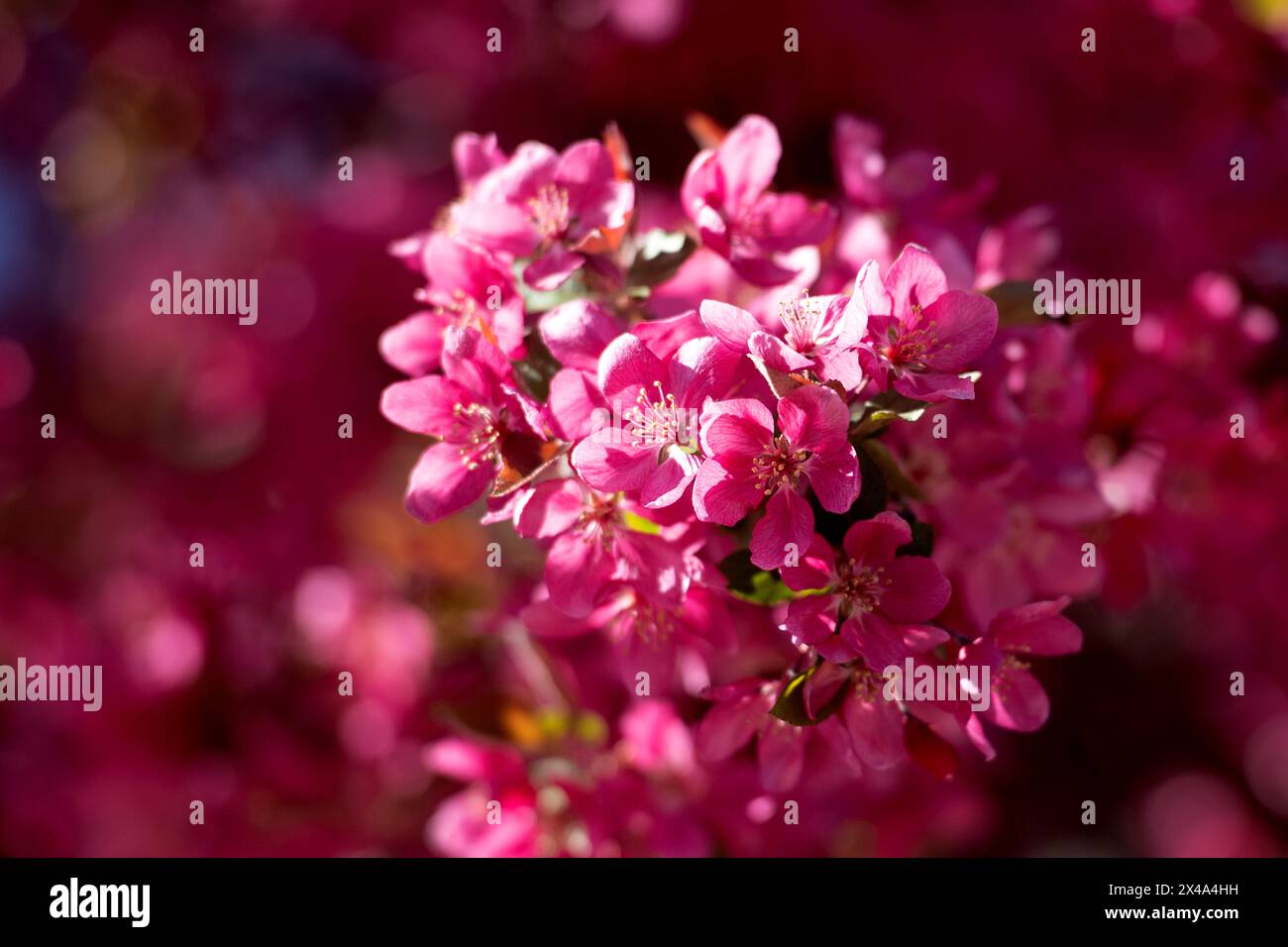 Krabbenbäume in voller Blüte, April 30 2024 Stockfoto