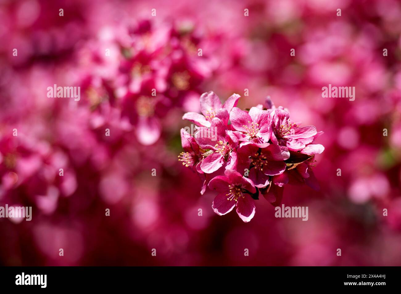 Krabbenbäume in voller Blüte, April 30 2024 Stockfoto