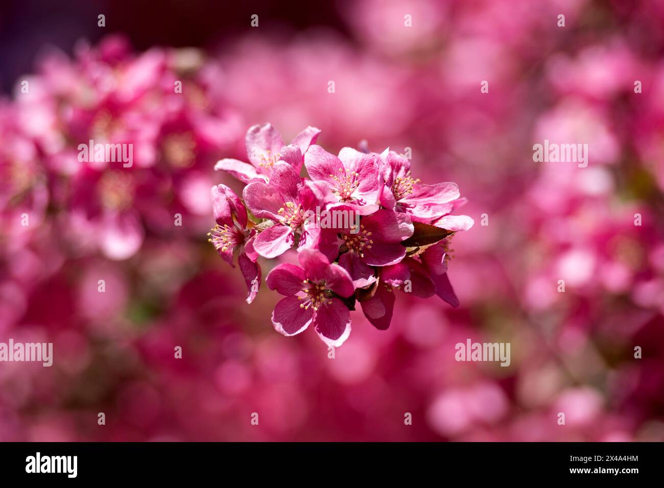 Krabbenbäume in voller Blüte, April 30 2024 Stockfoto