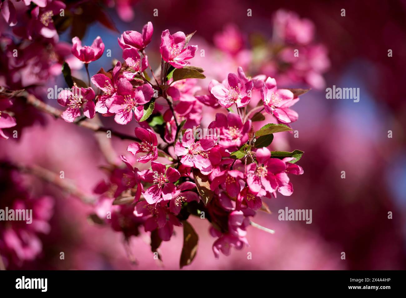 Krabbenbäume in voller Blüte, April 30 2024 Stockfoto