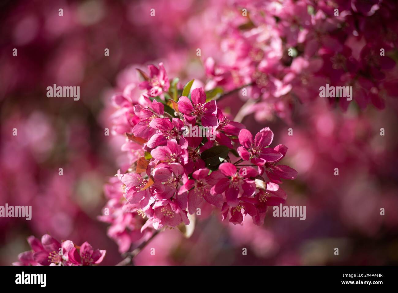 Krabbenbäume in voller Blüte, April 30 2024 Stockfoto