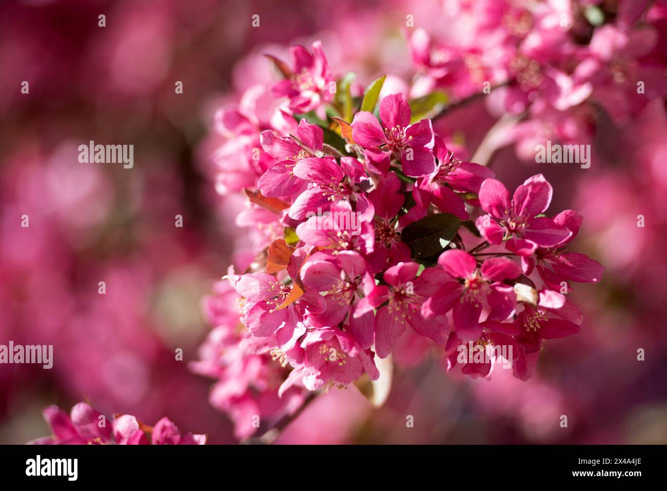 Krabbenbäume in voller Blüte, April 30 2024 Stockfoto