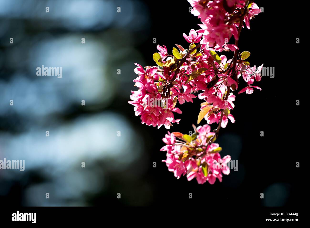 Krabbenbäume in voller Blüte, April 30 2024 Stockfoto