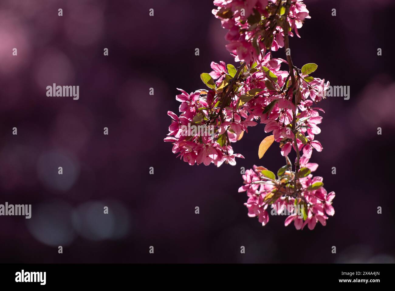 Krabbenbäume in voller Blüte, April 30 2024 Stockfoto